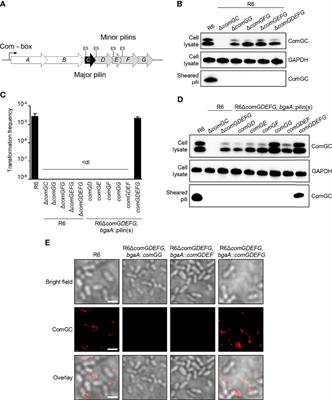 The Role of Minor Pilins in Assembly and Function of the Competence Pilus of Streptococcus pneumoniae